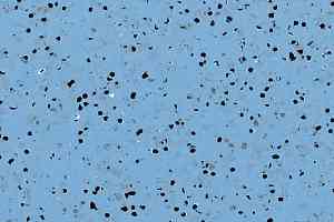 Линолеум Gerflor Mipolam Elegance El5 0354 Blue фото  | FLOORDEALER